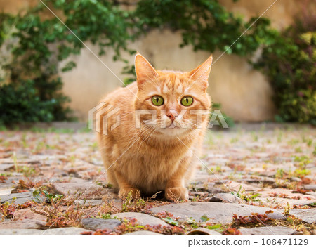Funny red cat is surprised. Funny red cat is surprised. 108471129