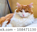 Beautiful cat  looking at camera outdoor, close up portrait 108471130