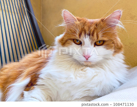 Beautiful cat looking at camera outdoor, close up portrait Beautiful cat looking at camera outdoor, close up portrait 108471130
