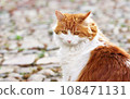 Beautiful ginger cat  looking at camera outdoor. 108471131