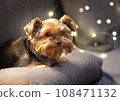 Cute yorkshire terrier is at home. 108471132
