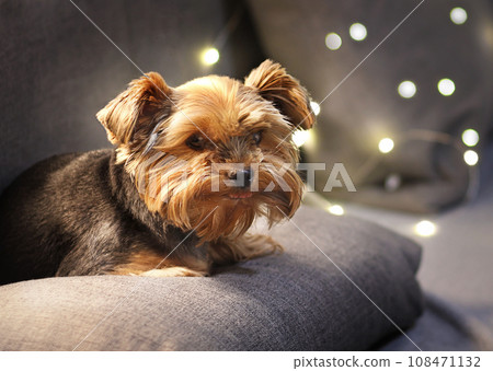 Cute yorkshire terrier is at home. 108471132