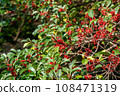秋天的樹木紅色南天竹為背景 108471319