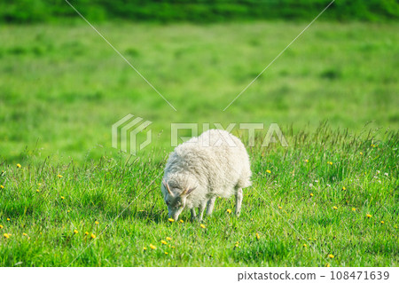 Young sheep with horn grazing grass on meadow in agriculture field 108471639