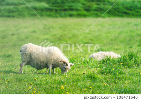 Young sheep with horn grazing grass on meadow in agriculture field 108471640