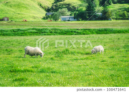 Young sheep with horn grazing grass on meadow in agriculture field Young sheep with horn grazing grass on meadow in agriculture field 108471641