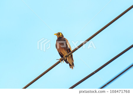 Common myna or Indian myna bird perced on cable in countryside 108471768