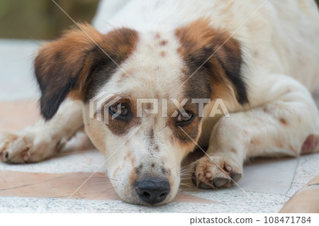 Lonely white brown stray dog lying on the floor Lonely white brown stray dog lying on the floor 108471784