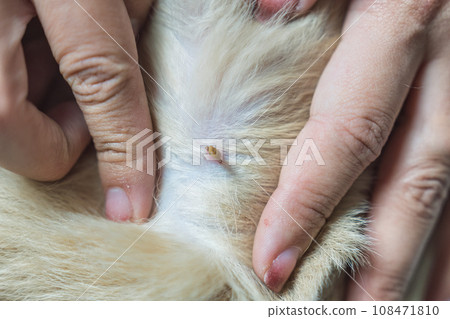 Woman hand picking a tick sucking blood on dog skin Woman hand picking a tick sucking blood on dog skin 108471810