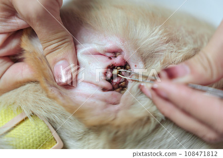Woman hand using tweezers to picking a tick sucking blood on dog skin 108471812