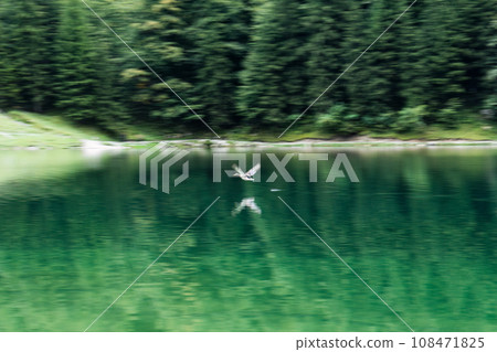 Seealpsee mountain lake with duck flying in Alpstein mountain range during summer at Appenzell, Switzerland Seealpsee mountain lake with duck flying in Alpstein mountain range during summer at Appenzell, Switzerland 108471825