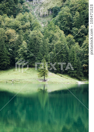 Seealpsee mountain lake with lonely tree in Alpstein mountain range during summer at Appenzell, Switzerland 108471828