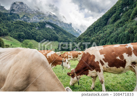 Herd of cow grazing on pasture and swiss alps in Seealpsee at Appenzell, Switzerland 108471833