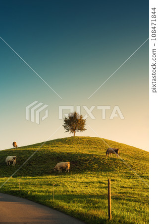Scenic of sunrise over lonely tree on hill with herd of cow grazing grass in rural scene at Hirzel, Switzerland 108471844