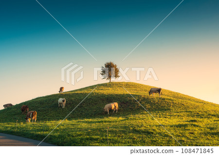Scenic of sunrise over lonely tree on hill with herd of cow grazing grass in rural scene at Hirzel, Switzerland 108471845