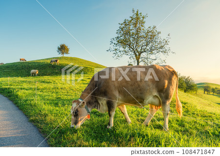 Scenic of peaceful village with lonely tree on hill and cows grazing in the morning at Hirzel, Switzerland 108471847