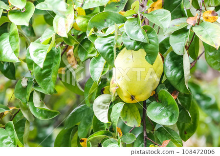 宮澤賢治童話《風之亦三郎》中出現的酸木瓜 108472006