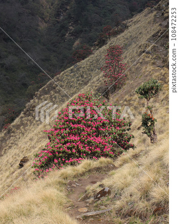 Blooming Laligurans and trail in Nepal. 108472253