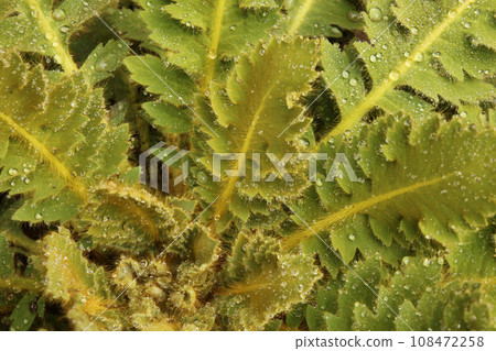 Detail of a furry plant in Nepal. 108472258