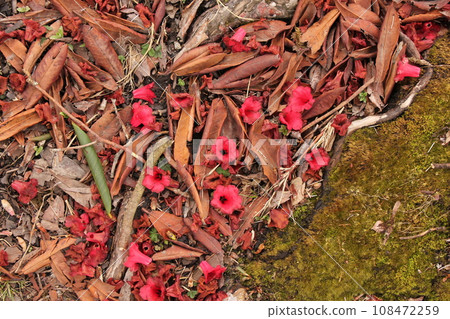 Carpet of red Laligurans blooms in Nepal. 108472259
