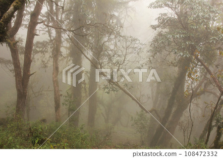 Dream like Laligurans rain forest in Nepal. 108472332