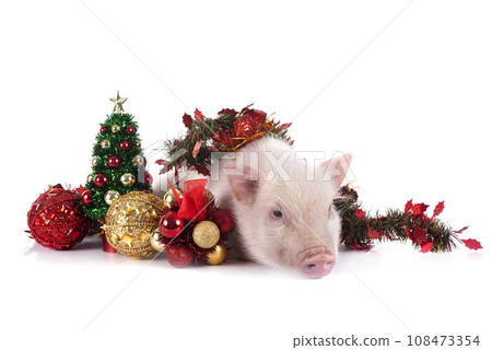 miniature pig in studio 108473354