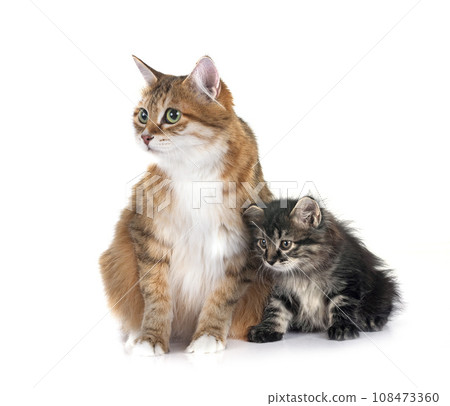 kitten and mother Kurilian Bobtail in studio kitten and mother Kurilian Bobtail in studio 108473360