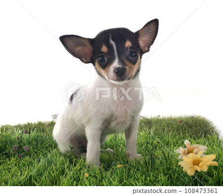 puppy chihuahua in studio 108473361