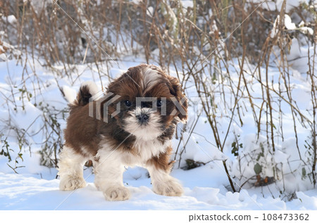 puppy shih tzu in winter 108473362