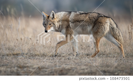 A Coyote in Jasper National Park A Coyote in Jasper National Park 108473501