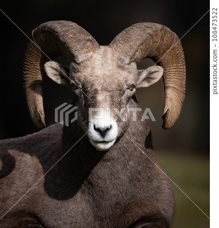 A Bighorn Sheep Ram in Jasper National Park 108473522