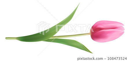 Realistic flower. pink tulip with green stem and leaves. Beautiful blossom for invitation and greeting card. Spring and summer design poster and banner. Botanical decorative isolated vector element Realistic flower. pink tulip with green stem and leaves. Beautiful blossom for invitation and greeting card. Spring and summer design poster and banner. Botanical decorative isolated vector element 108473524