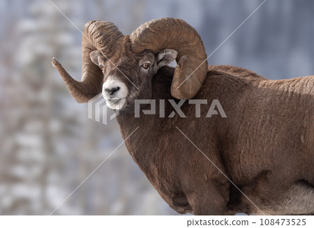 A Bighorn Sheep Ram in Jasper National Park 108473525