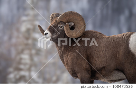 A Bighorn Sheep Ram in Jasper National Park A Bighorn Sheep Ram in Jasper National Park 108473526