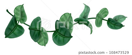 Hydrangea branch. Green floral foliage. Hortensia stalk. Tropical plant stem. 3D natural greenery. Garden flower. Summer forest flora. Wild tree. Isolated ivy twig. Vector botanical bouquet element 108473529