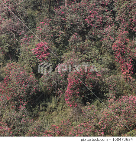 Blooming rhododendron forest, spring scene near Ghandruk, Nepal. Blooming rhododendron forest, spring scene near Ghandruk, Nepal. 108473684