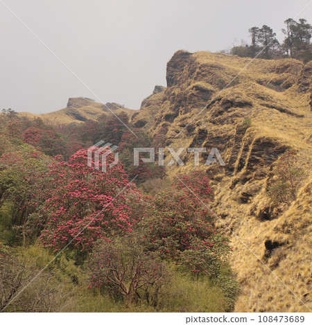Mountain side in Nepal with blooming rhododendrons. 108473689