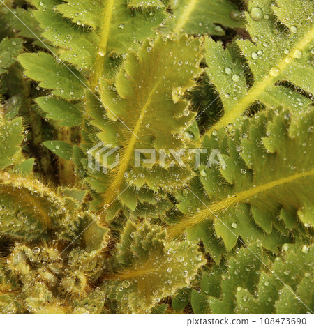 Detail of a green, furry plant in Nepal. 108473690