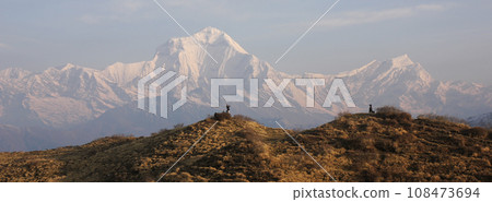 Dhaulagiri on a spring morning, view from Muldai View Point. 108473694