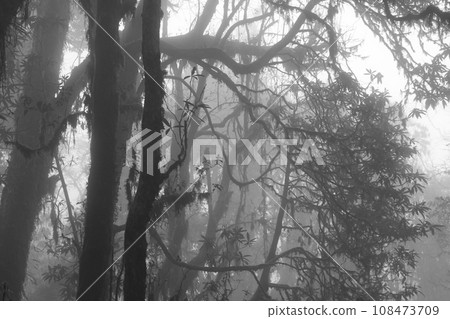 Black and white image of rhododendrons on a misty day. 108473709
