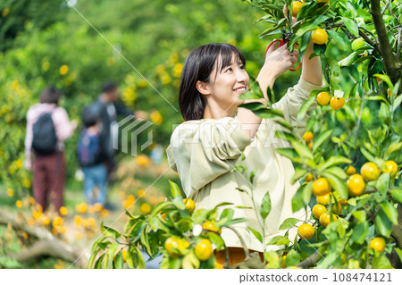 Woman picking oranges, traveling on holiday Woman picking oranges, traveling on holiday 108474121