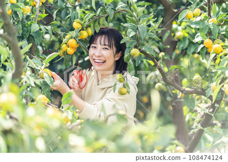Woman picking oranges, traveling on holiday Woman picking oranges, traveling on holiday 108474124
