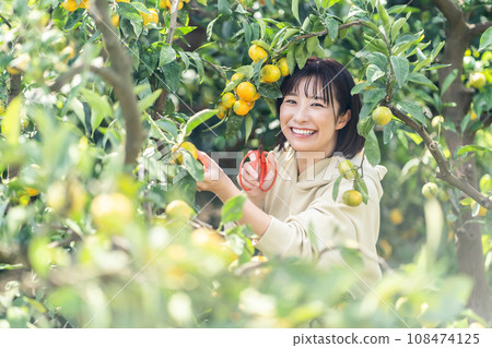 度假旅行摘橘子的女人 度假旅行摘橘子的女人 108474125