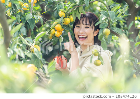 度假旅行摘橘子的女人 度假旅行摘橘子的女人 108474126