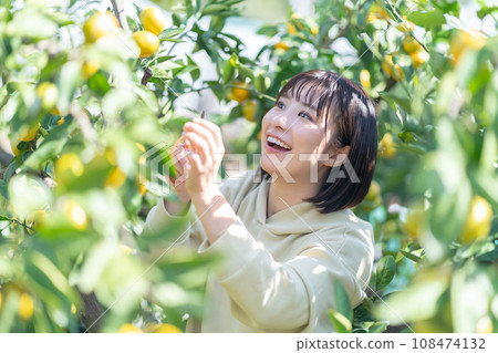 度假旅行摘橘子的女人 108474132