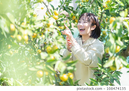 度假旅行摘橘子的女人 108474135