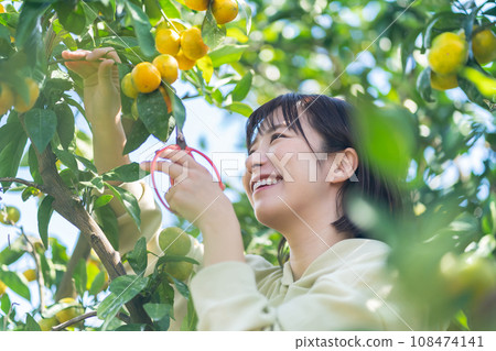 Woman picking oranges, traveling on holiday Woman picking oranges, traveling on holiday 108474141