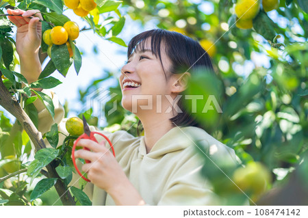 度假旅行摘橘子的女人 度假旅行摘橘子的女人 108474142