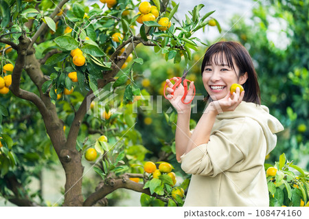 度假旅行摘橘子的女人 108474160