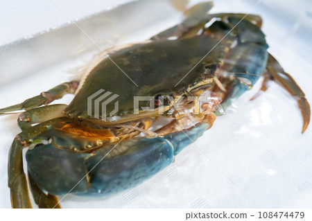 Sawfish, crab, crab, crab, crab 108474479